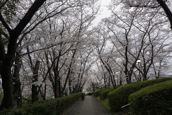 さくら公園の桜が満開 2024年4月-3