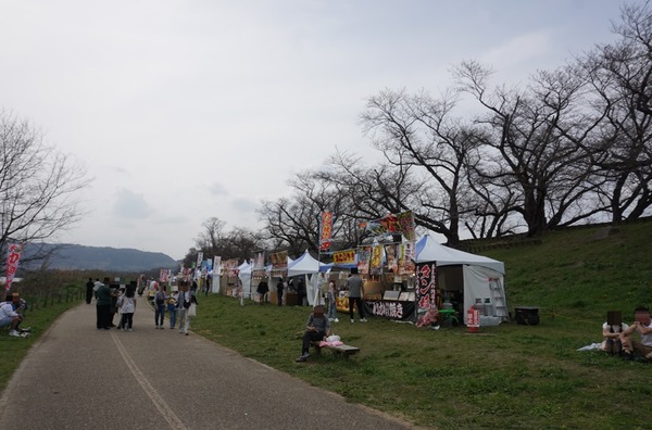 背割堤 さくらまつり 202403316