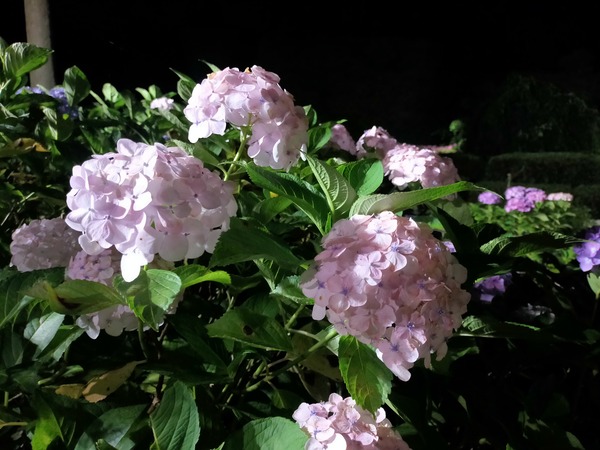 三室戸寺 紫陽花1