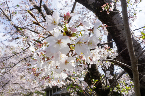 さくら公園 桜-2304023