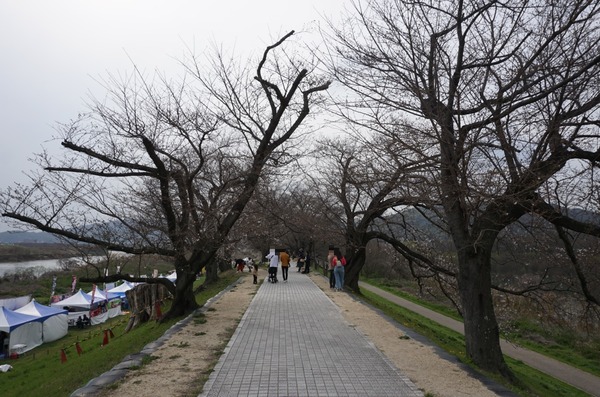 背割堤 さくらまつり 202403318