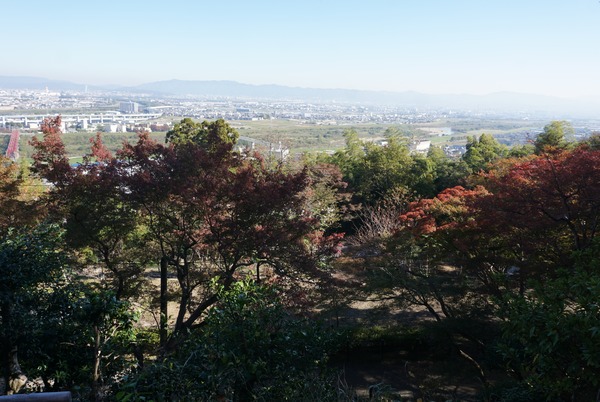 男山展望台 紅葉-3