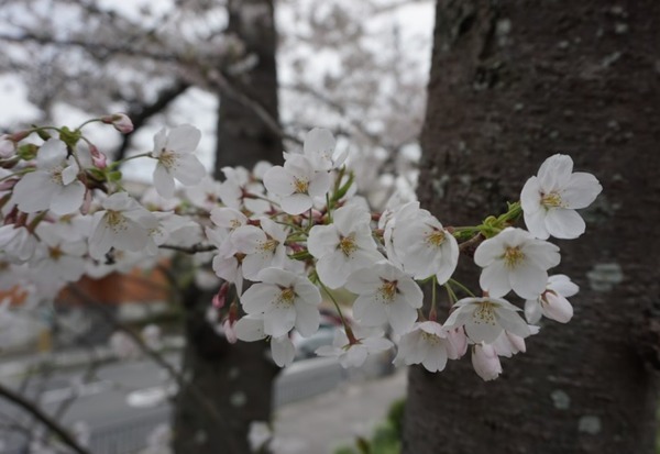 さくら公園の桜が満開 2024年4月-5