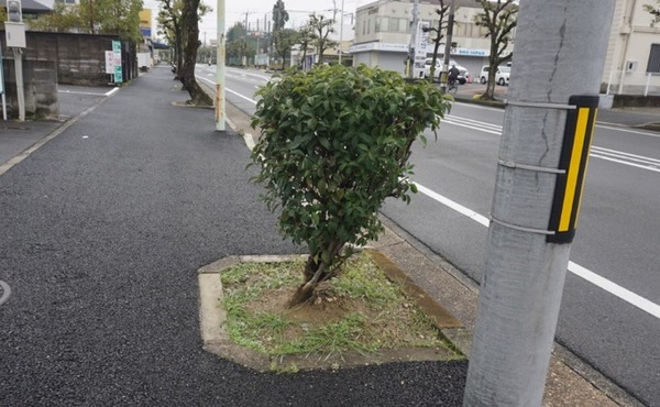男山石城の街路樹-1