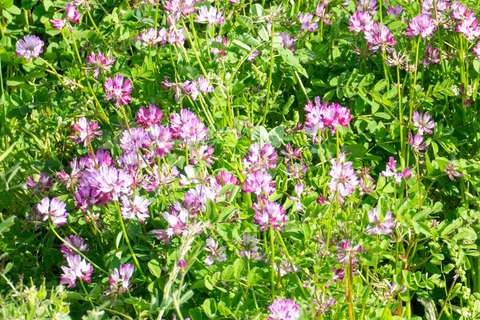 内里 レンゲ-2304232