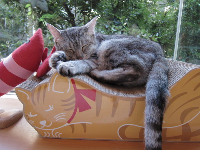 猫カフェ ハピ猫 ややもや