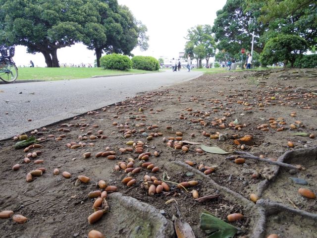 山下公園にあるもの やややん S Weblog 山下公園にあるもの やややん S Weblog