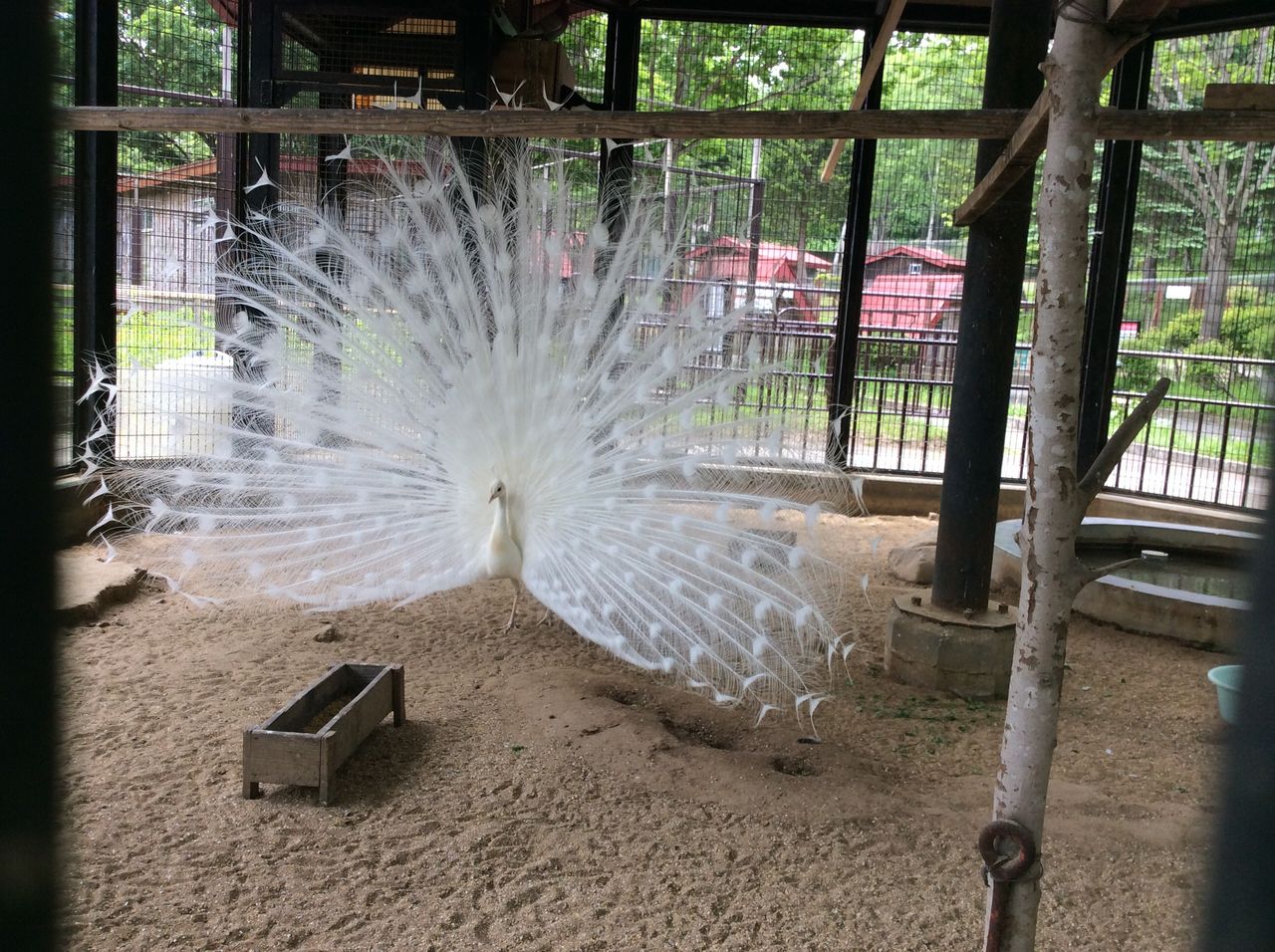 シロクジャク 弥生いこいの広場