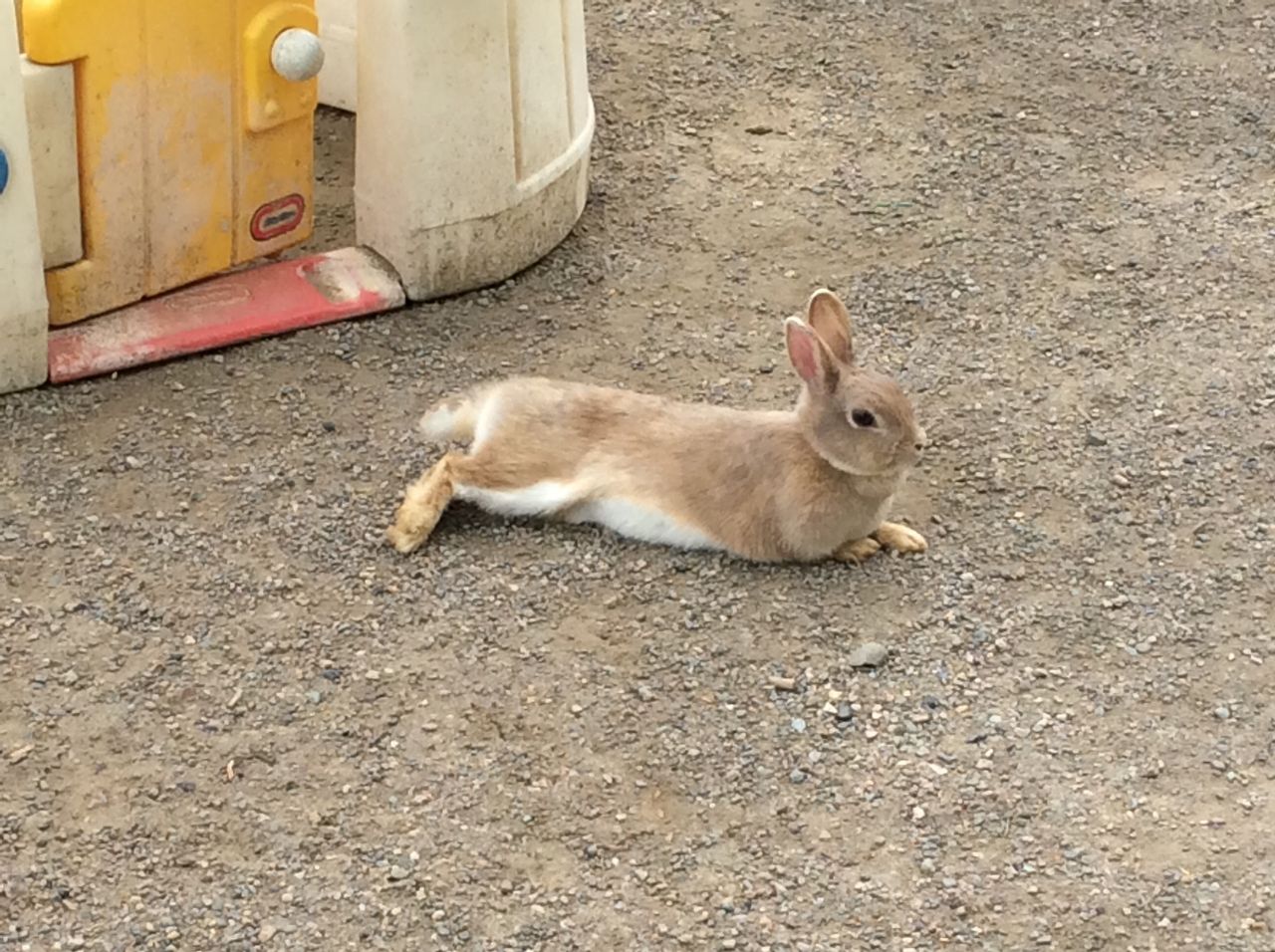 うさぎの日常 弥生いこいの広場
