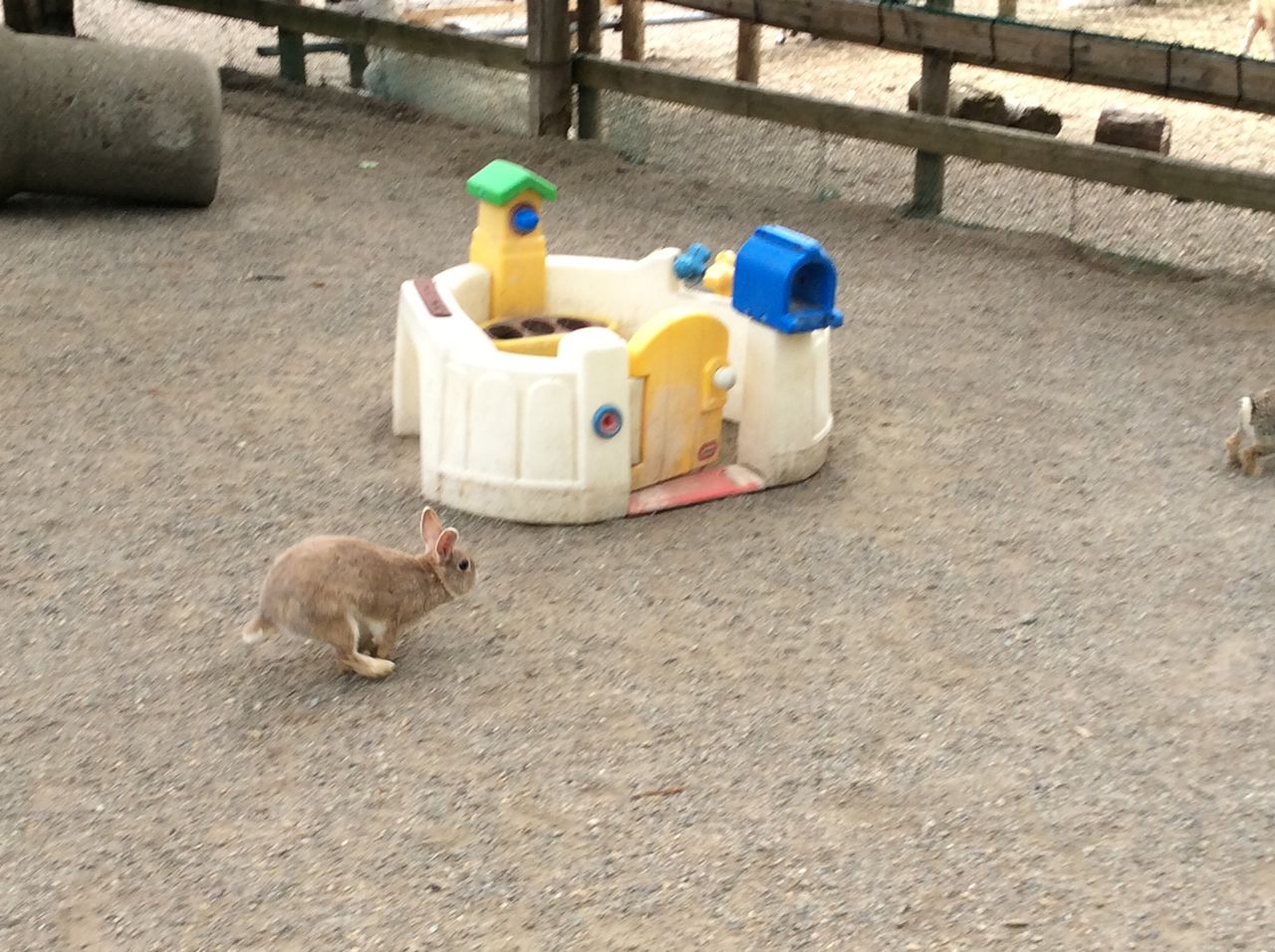 うさぎの日常 弥生いこいの広場 うさぎの日常 弥生いこいの広場