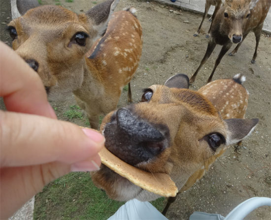 奈良の旅 鹿アタックと珍スイーツ イッてるビーム ぼやき 珍写真館neo 奈良の旅 鹿アタックと珍スイーツ イッてるビーム ぼやき 珍写真館neo
