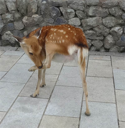 奈良の旅 鹿アタックと珍スイーツ イッてるビーム ぼやき 珍写真館neo