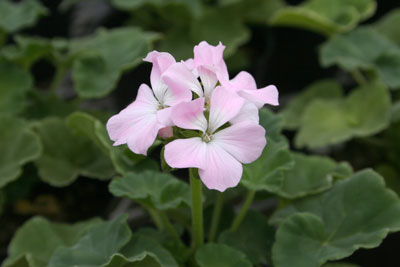 リンゴ2000ラベンダー