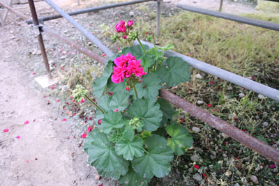 ブライトパープル