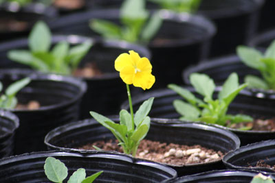 ビオラ クリアイエロー