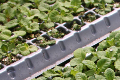 プリムラ ジュリアン