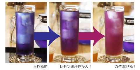 華茶_3