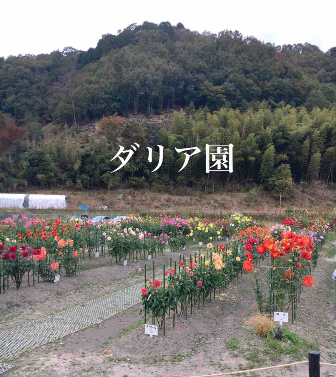 黒川ダリア園 Time Heart 黒川ダリア園 Time Heart