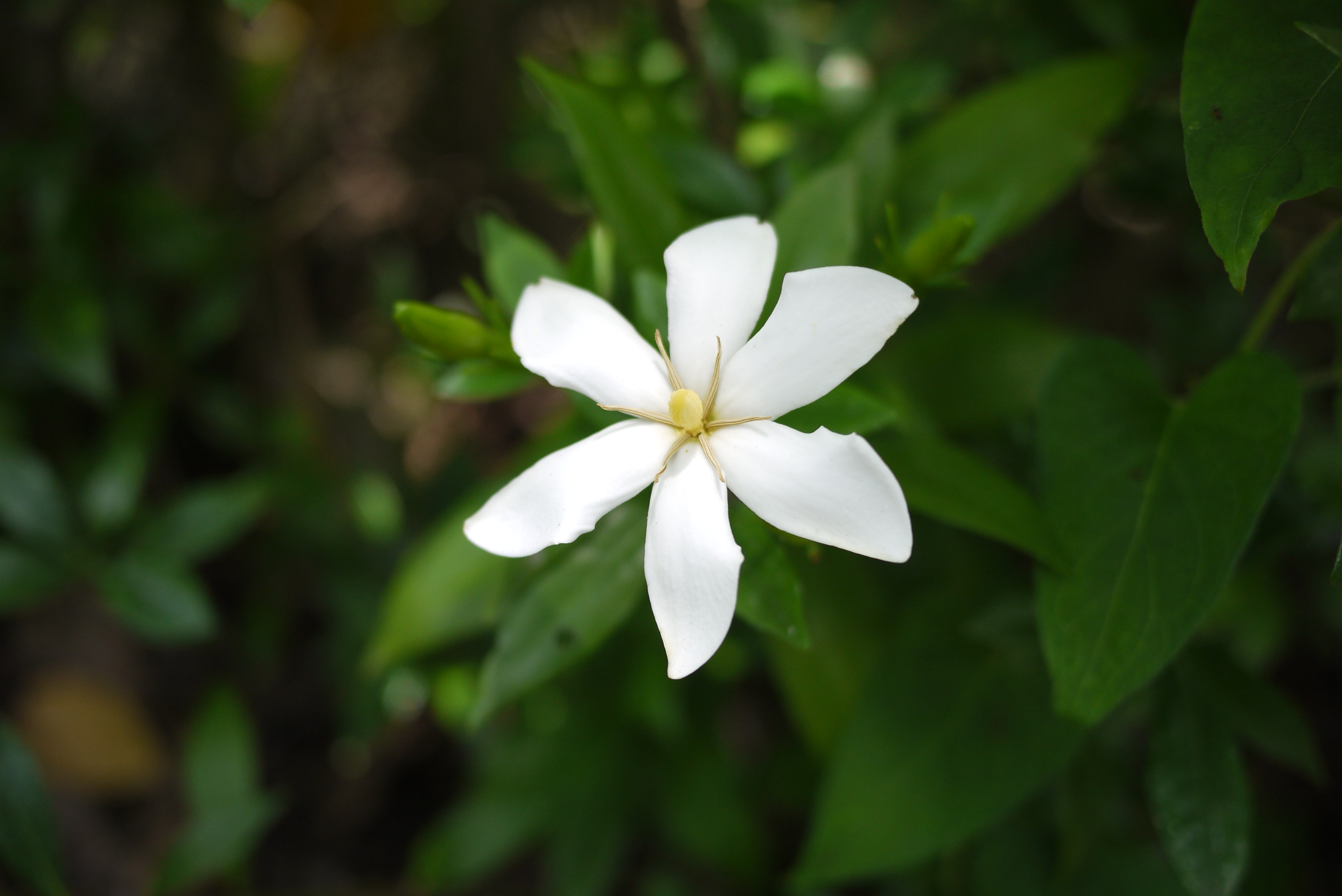 クチナシ ビヨウヤナギ アサガオ カタバミの花 カラスノエンドウの実 雑草クエスト クチナシ ビヨウヤナギ アサガオ カタバミの花 カラスノエンドウの実 雑草クエスト
