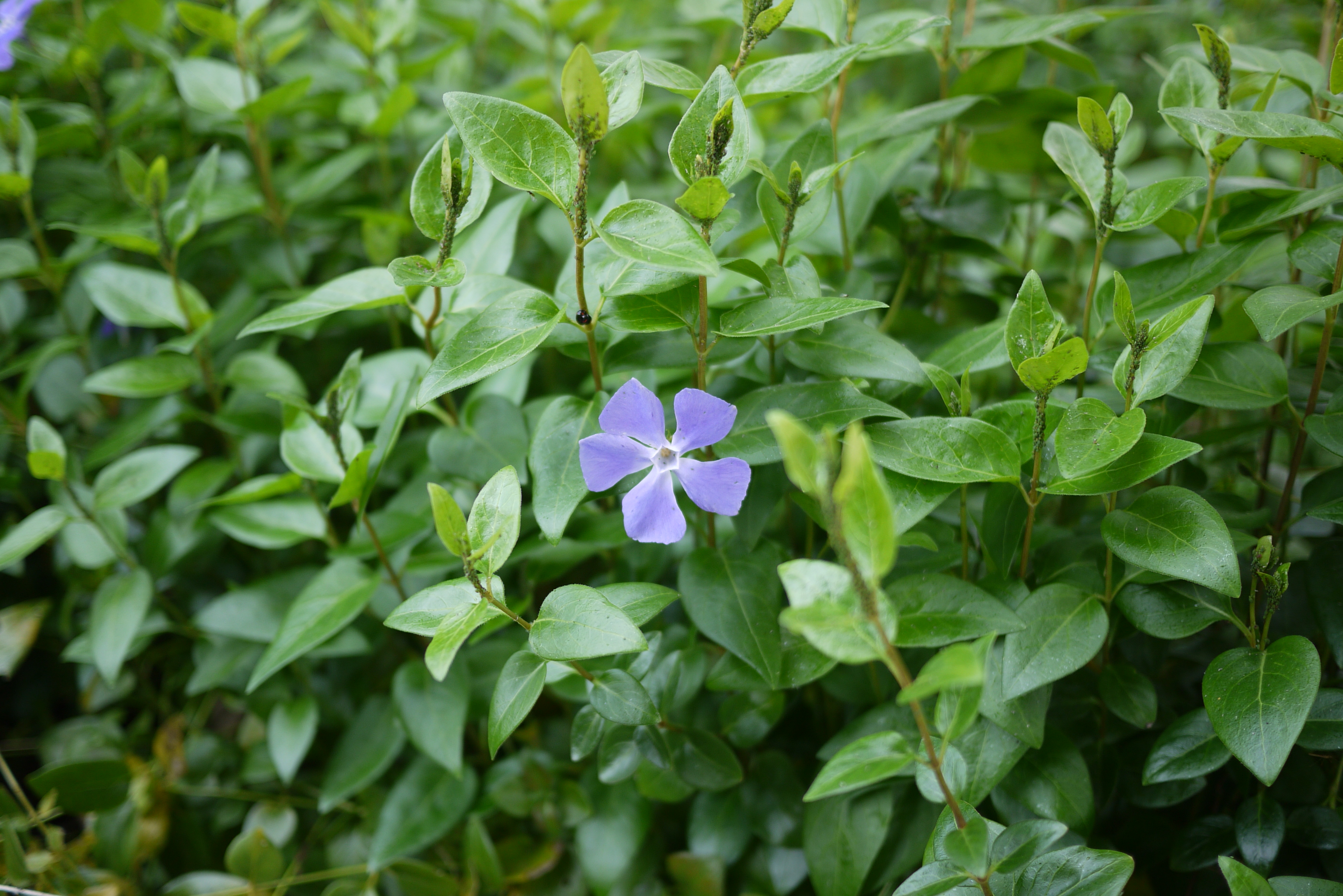 紫の花ですよ 雑草クエスト