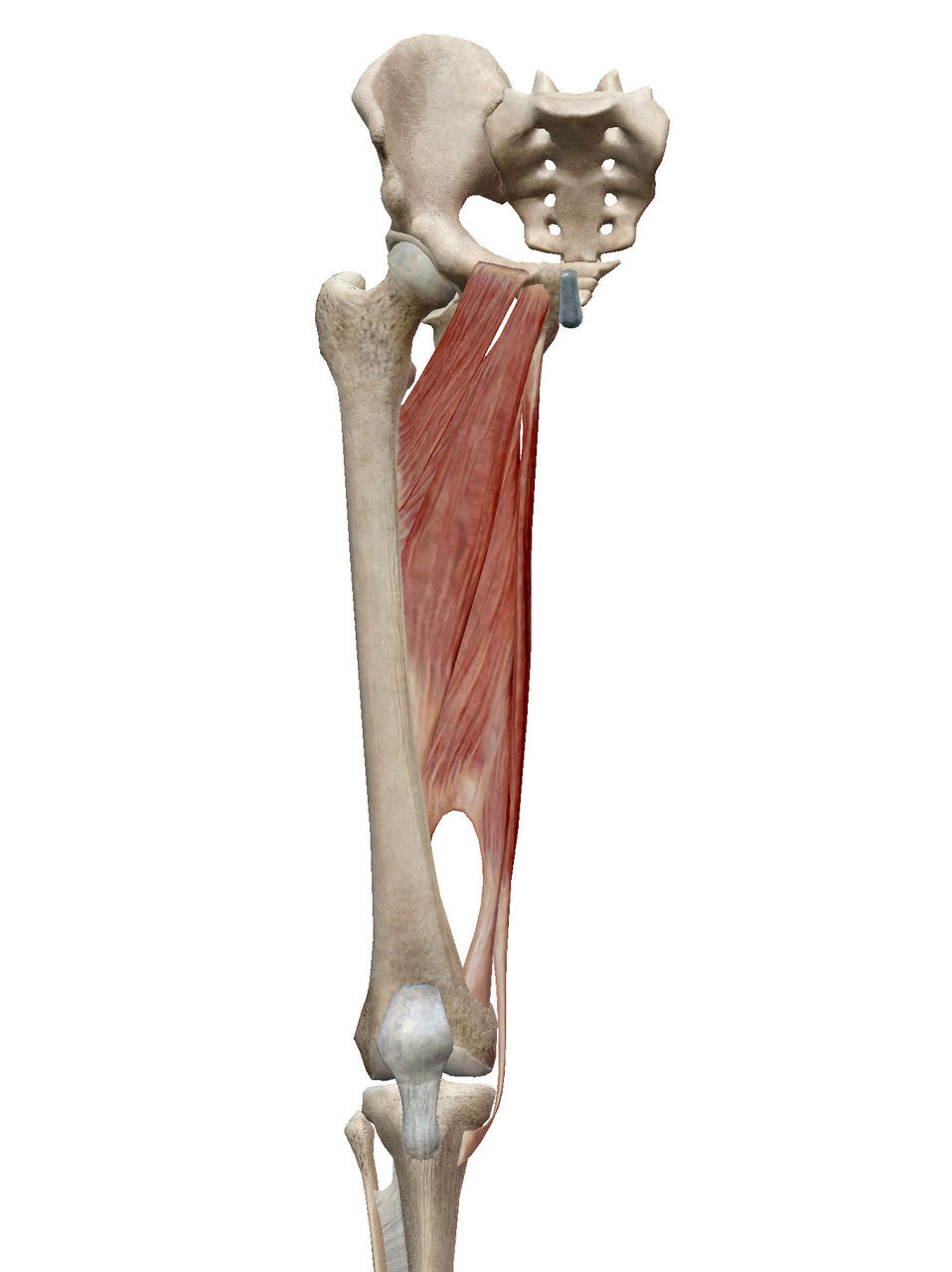 整骨院しーごのblog サッカー選手の内転筋肉離れを予防する
