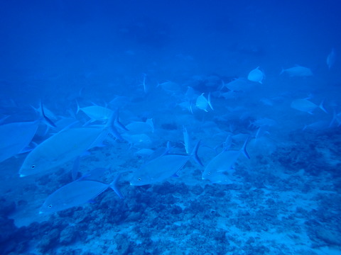 PC288621