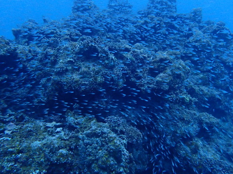 PC268425