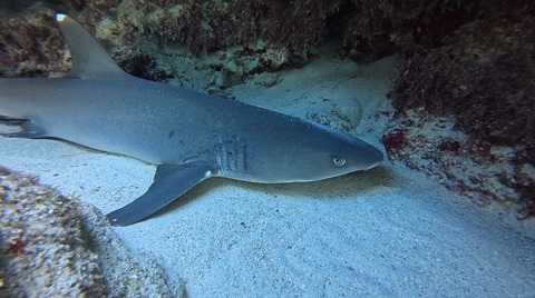 48194B5A-3F26-4CD7-B021-E430D5916997