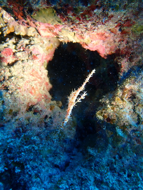 PC278595