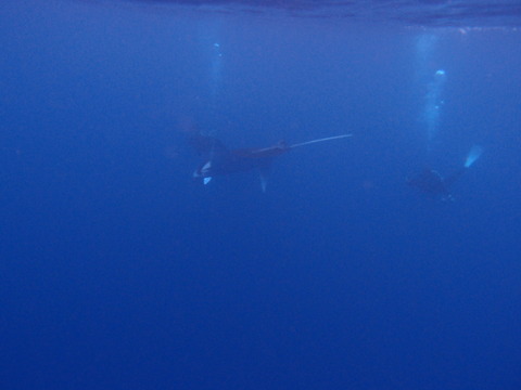 PC234572