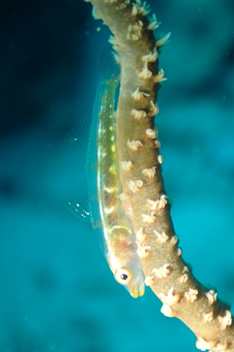 PB121519