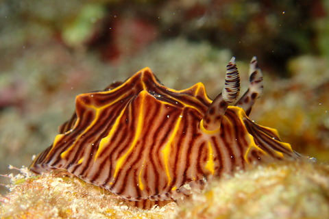 PB121582