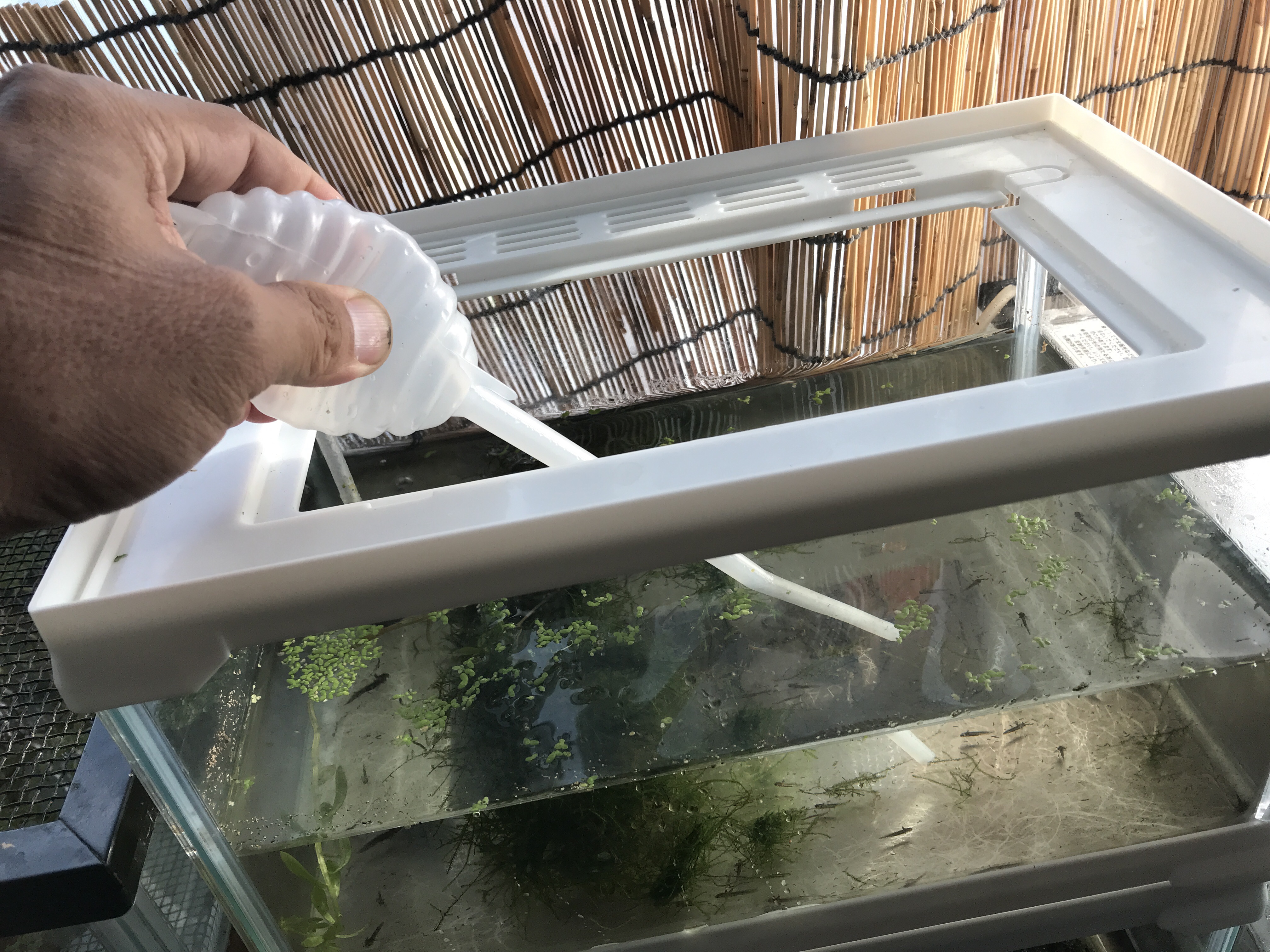 スポイドで 掃除 フン 残餌 キッチンペーパー とりあえず やってみる Small Step Sky Park スポイドで 掃除 フン 残餌 キッチンペーパー とりあえず やってみる Small Step Sky Park