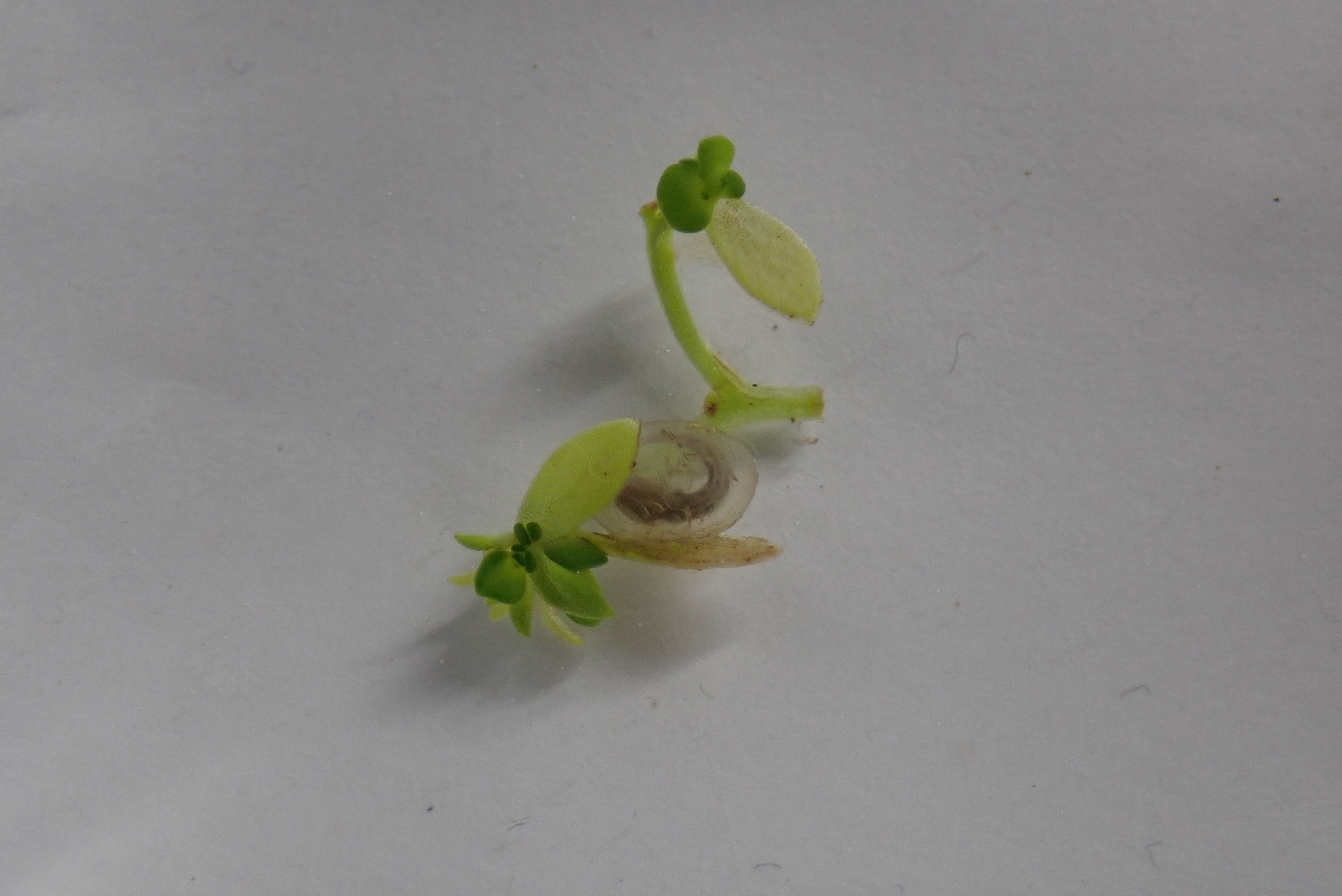 物撮り アカハライモリ 卵 5mm とりあえず やってみる Small Step Sky Park 物撮り アカハライモリ 卵 5mm とりあえず やってみる Small Step Sky Park