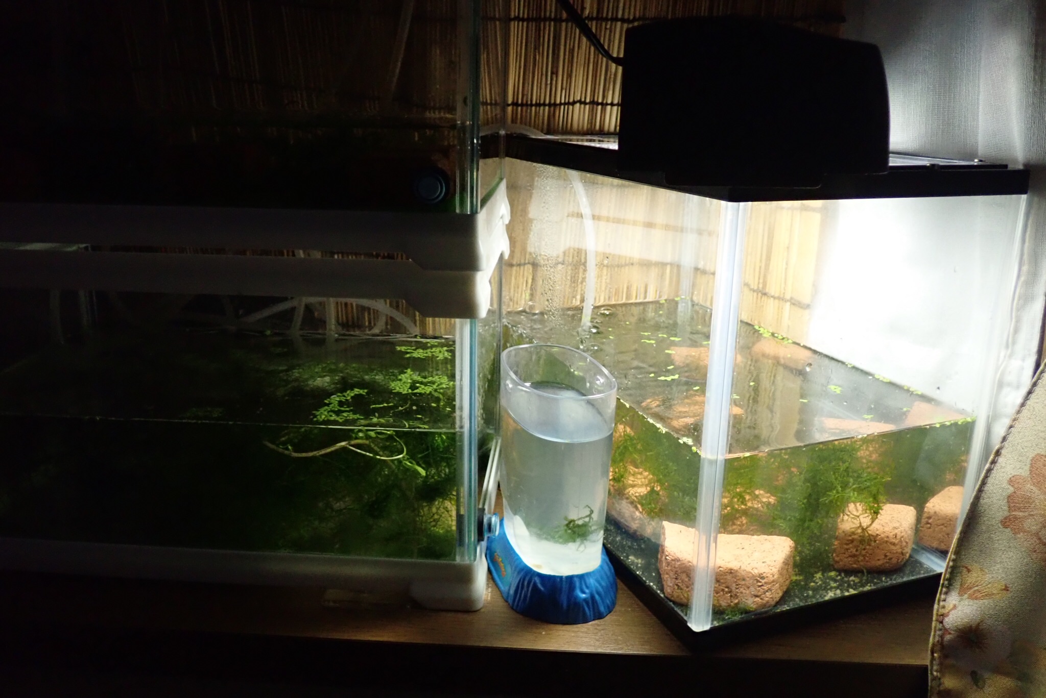 メダカの稚魚とシーモンキーの水槽 交換 19 06 08 とりあえず やってみる Small Step Sky Park メダカの稚魚とシーモンキーの水槽 交換 19 06 08 とりあえず やってみる Small Step Sky Park