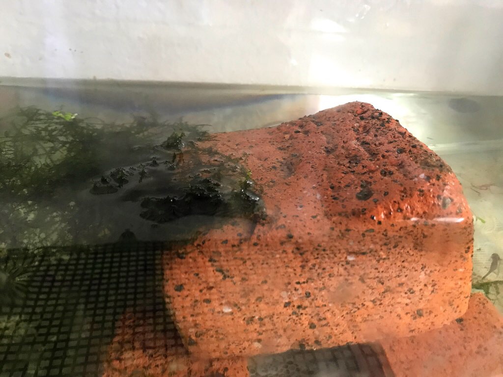 島をつくれ アカハライモリ エラ呼吸から肺呼吸 とりあえず やってみる Small Step Sky Park