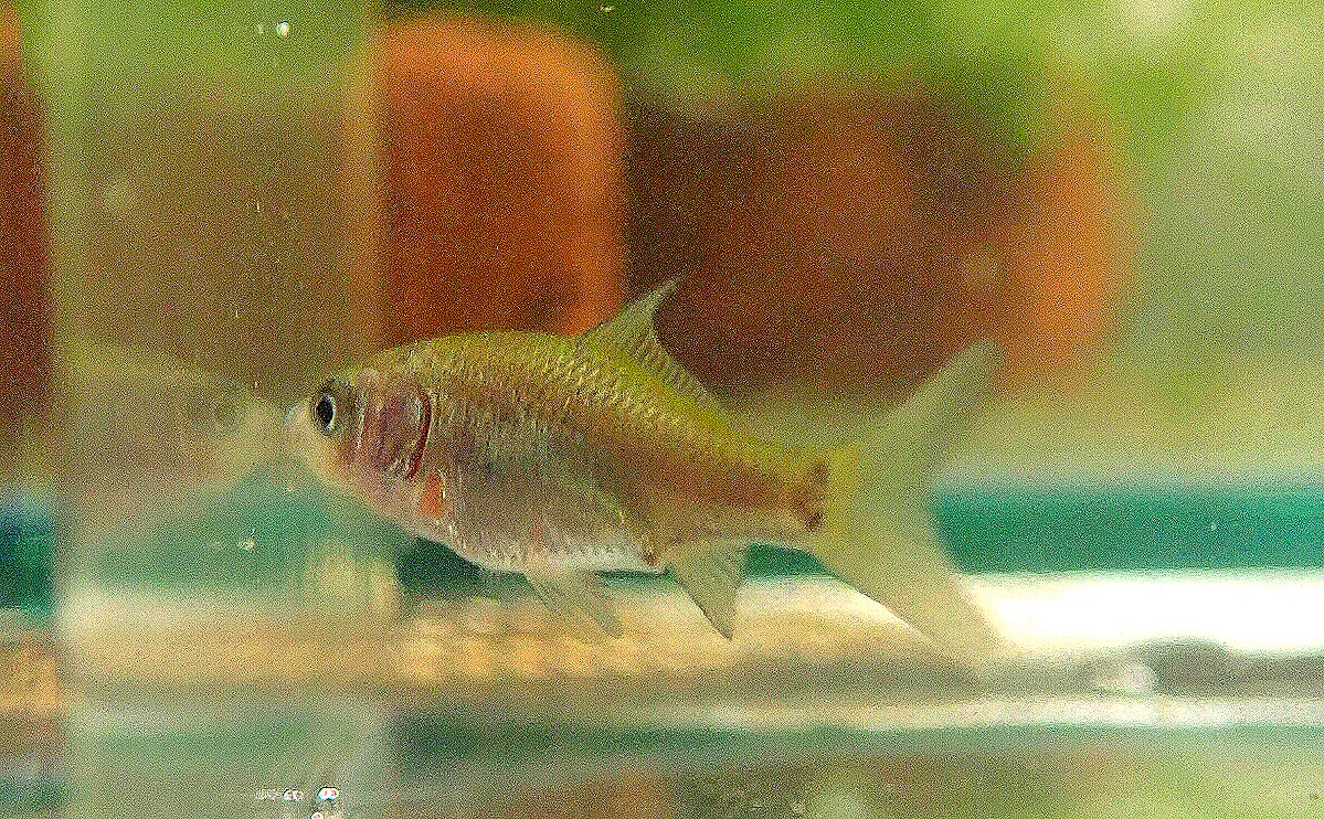 ん これもフナの稚魚か とりあえず やってみる Small Step Sky Park ん これもフナの稚魚か とりあえず やってみる Small Step Sky Park