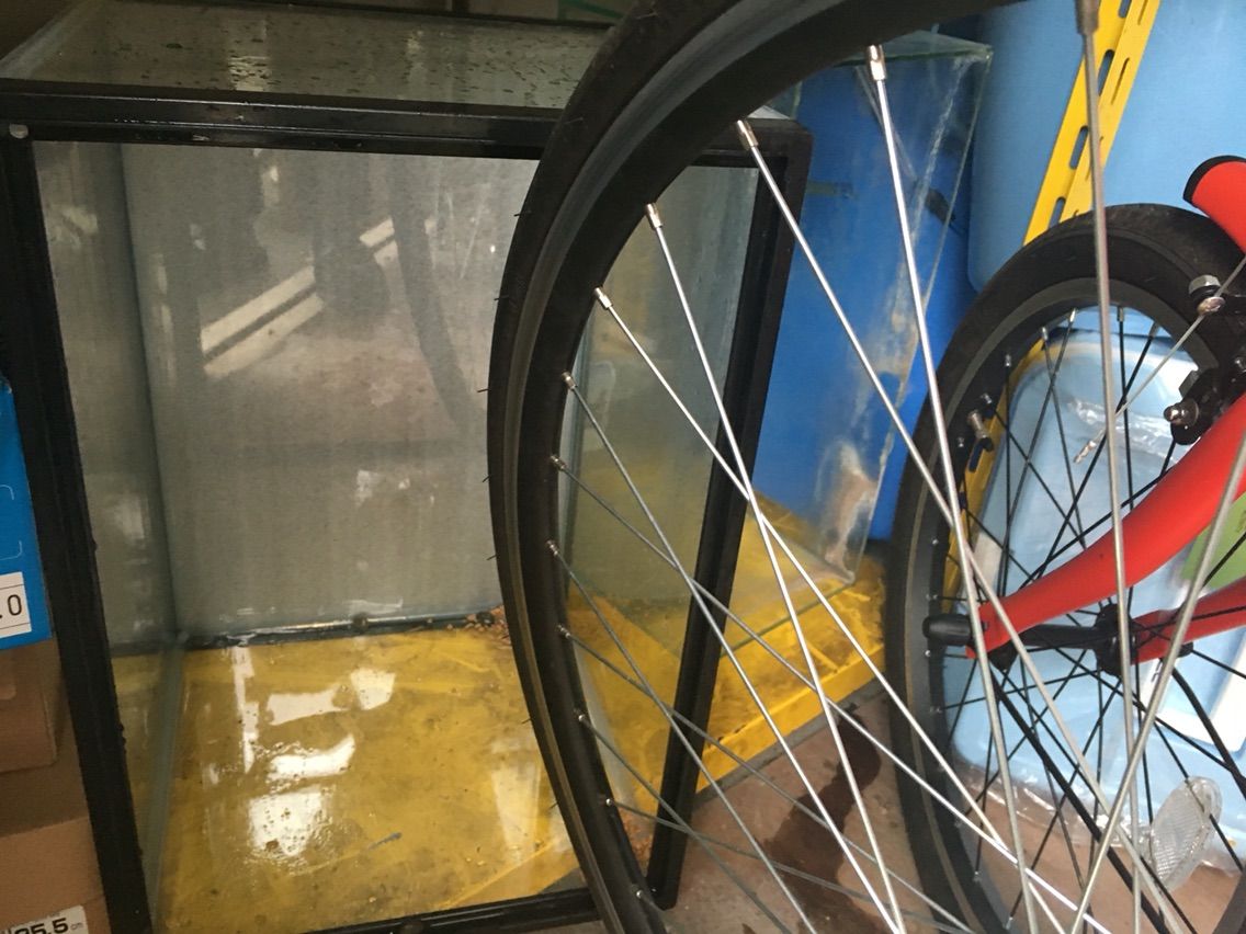 イモリとドジョウの水槽 レンガで新調レイアウト とりあえず やってみる Small Step Sky Park イモリとドジョウの水槽 レンガで新調レイアウト とりあえず やってみる Small Step Sky Park