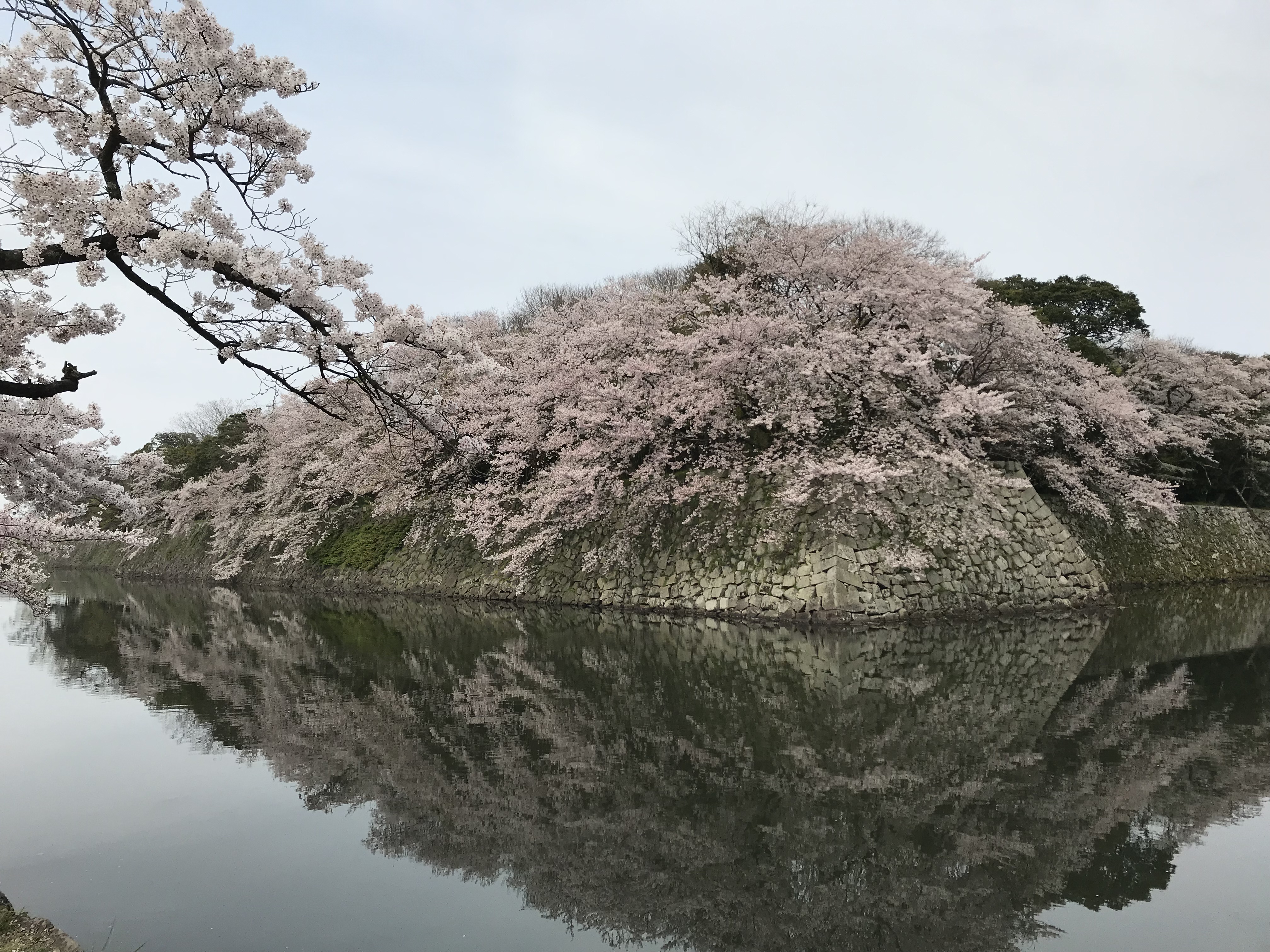 自転車輪行 彦根城 桜 彦根 田村 中編 Harry Quinn Roller とりあえず やってみる Small Step Sky Park