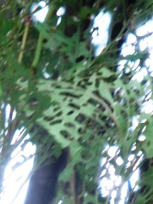 07 17 1 虫食い葉っぱ けえこさんの 何でも記録 ノート