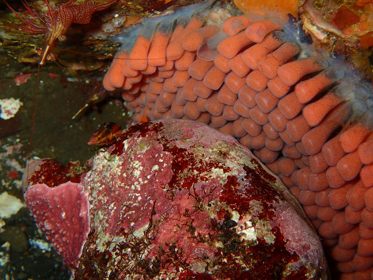 3 7 八幡野ビーチ イエローフィン本日のログ