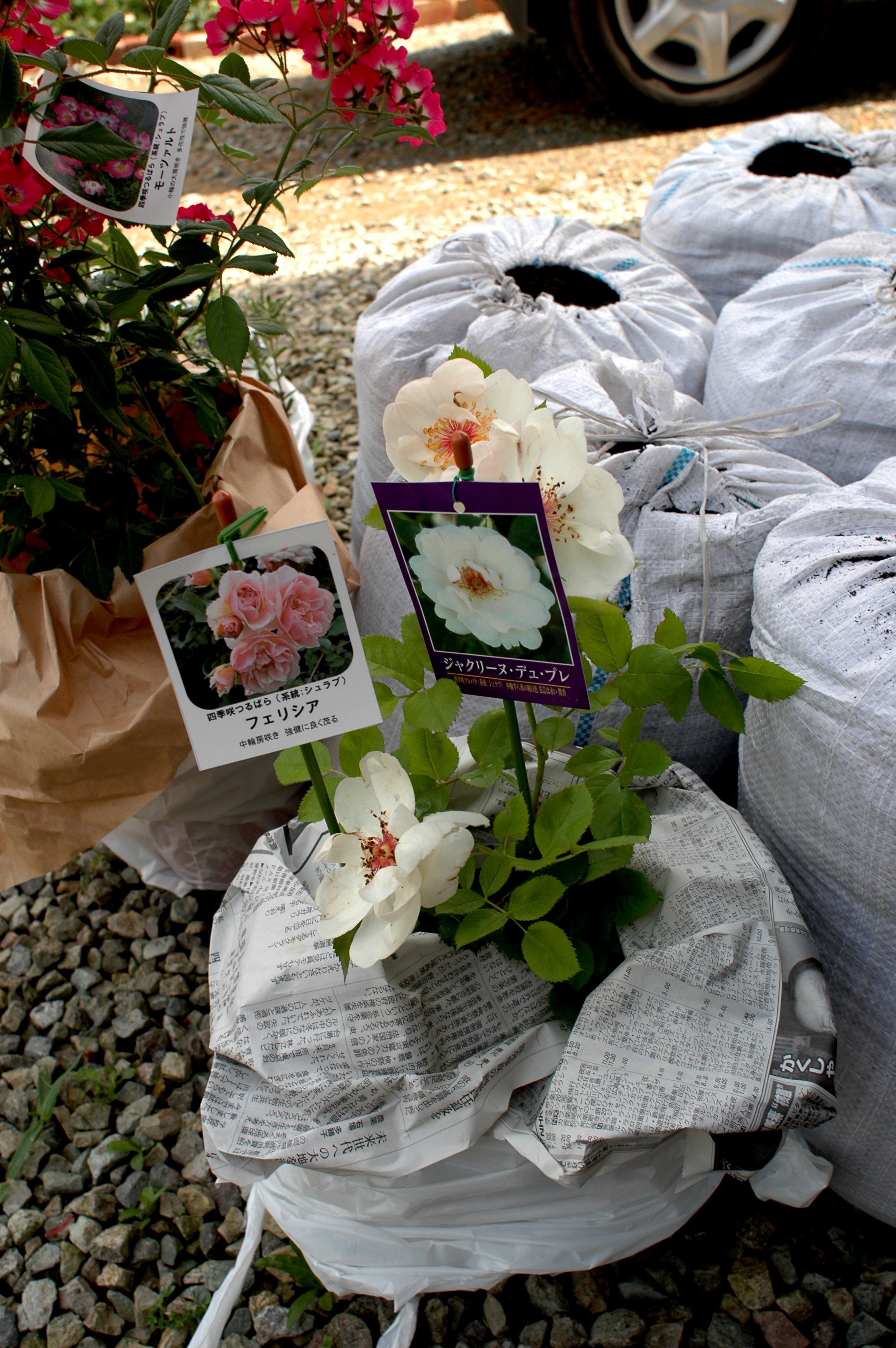 園芸店で買う腐葉土ではない腐木土の効果 木漏れ日のさすガーデン