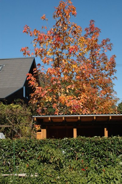 アメリカフウの剪定作業 木漏れ日のさすガーデン