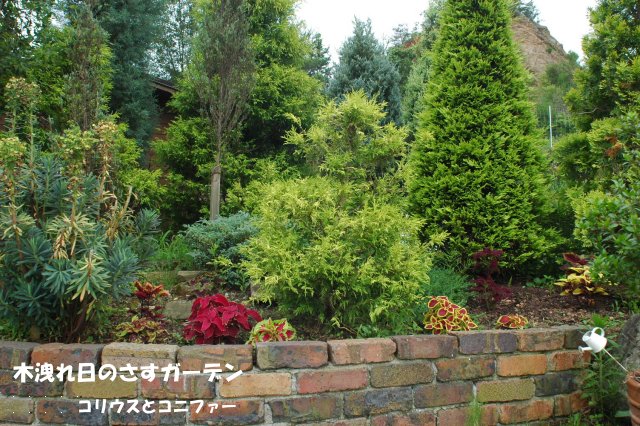 秋の花壇を想定してコリウスを植えました 木漏れ日のさすガーデン