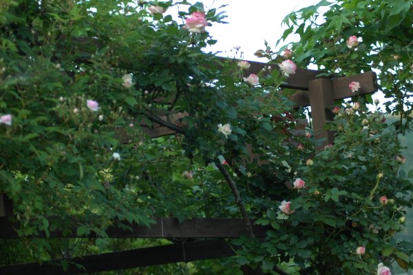 ツル薔薇を誘引する構造物を考える 木漏れ日のさすガーデン
