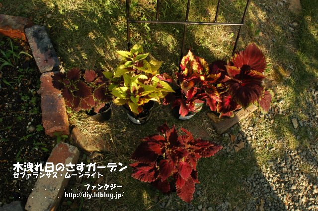 秋を想定した花壇づくり 木漏れ日のさすガーデン