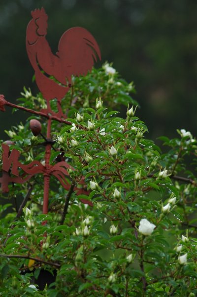 ナニワイバラが咲き 他のツルもの植物も 木漏れ日のさすガーデン