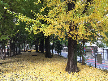 東京の紅葉001