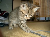 neko