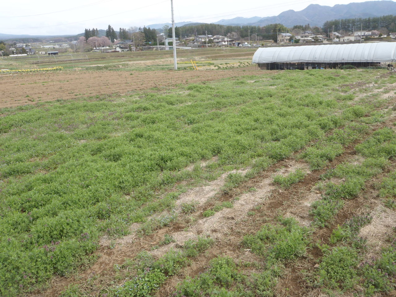 八ヶ岳yesファームblog 今年の春の畑 カラスノエンドウ多くなった